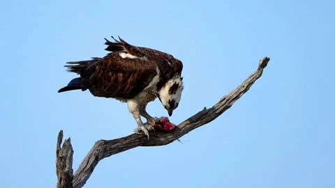 An Osprey in a Tree Eating A Fish Stock Footage 229452152