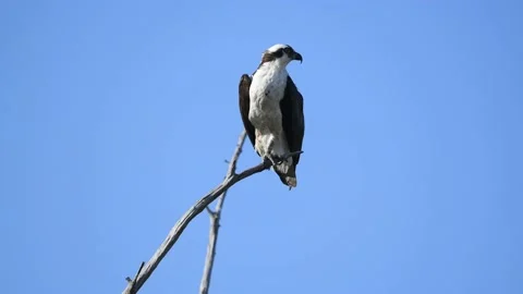 Osprey in Tree Falling Asleep Stock Footage 130614726