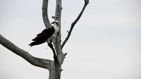 Osprey in Tree With Fish Stock Footage 74221994