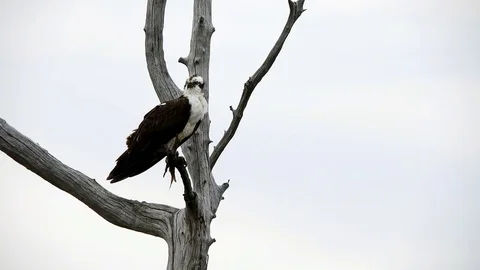 Osprey in Tree With Fish Vídeos de archivo 74222009