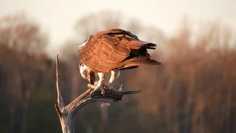 Osprey in Tree With Fish Stock Footage 74906918