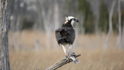 Osprey in Tree With Fish 스톡 동영상 74906934