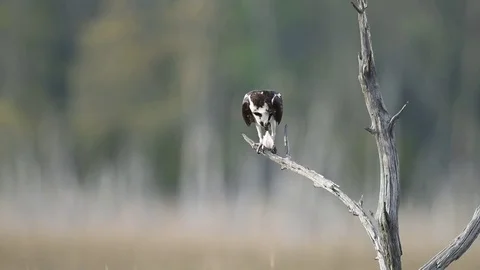 Osprey in Tree With Fish Stock Footage 75847184