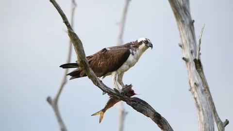 Osprey In Tree with Fish Stock Footage 108764093