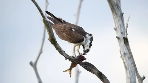 Osprey In Tree with Fish Stock Footage 108764123