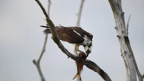 Osprey In Tree with Fish Stock Footage 108764152