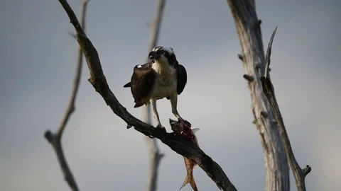 Osprey In Tree with Fish Stock Footage 108764182