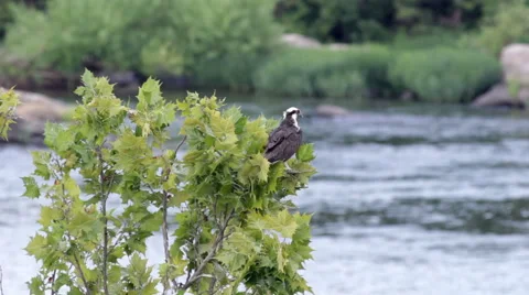 Osprey In A Tree Stock Footage 40678438