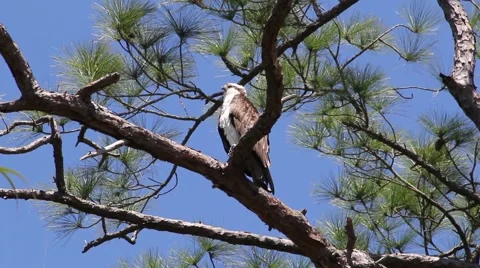 Osprey On A Tree Video stock 49661656