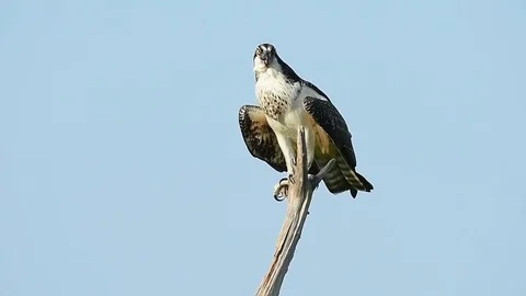 Osprey in Tree Stock Footage 74007711