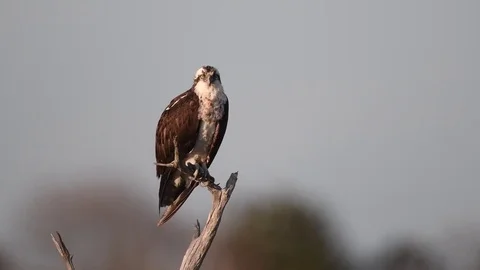 Osprey in Tree Stock Footage 74906847