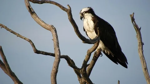 Osprey in Tree Stock Footage 74906860