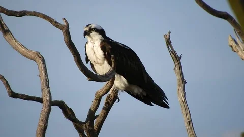 Osprey in Tree Stock Footage 74906886