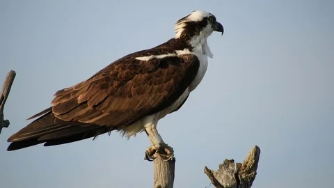 Osprey in Tree Stock Footage 75847207
