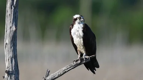 Osprey in Tree Видео 81715839