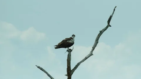 Osprey in tree 스톡 동영상 93240734