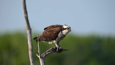 Osprey in Tree Stock Footage 108764055