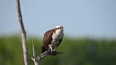 Osprey in Tree Stock Footage 108764065