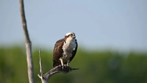 Osprey in Tree Video stock 108764074