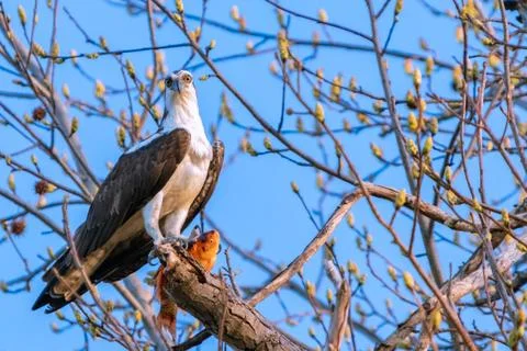 Osprey in a tree with it's catch Stock Photos