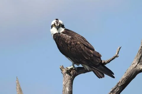 Osprey in a tree Stock Photos