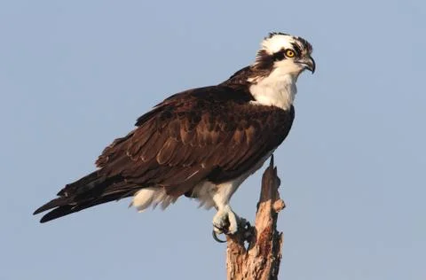Osprey in a tree Stock Photos