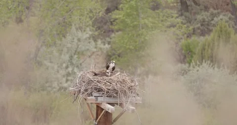Osprey Varied Preening Movements While Mate Incubates, San Juan Osprey Nest Seri Stockbeeldmateriaal 334136527