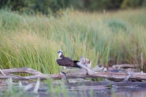 Osprey Victory Stock Photos