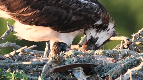 Osprey Video Clip in 4k Stock Footage 138948098