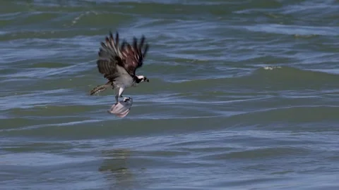 Osprey Video Clip in 4k Stock Footage 303650433