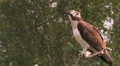 Osprey in the wild HD видео футажи