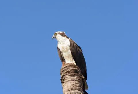 Osprey in the wilderness Stockfoto's