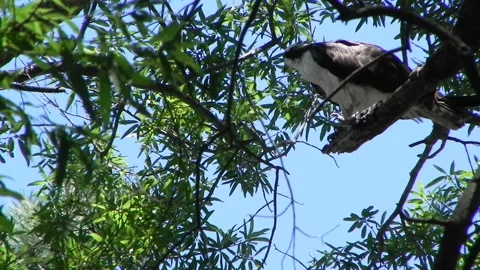 Osprey Wings Spread Stock Footage 162410485