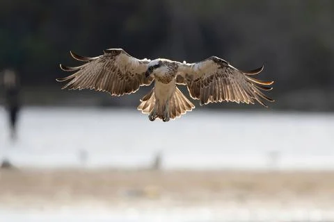 Osprey with wings spread hovering Stock Photos