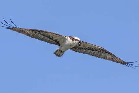 Osprey with wings spread. Stock Photos