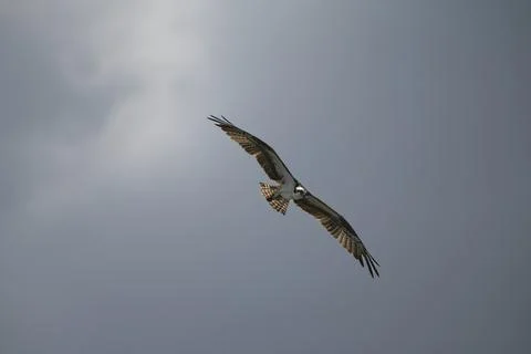 Osprey with wings spread soaring Stock Photos