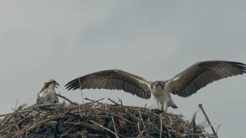 Osprey young exercises for flight while on nest, slomo, 4k Stock Footage 248086890