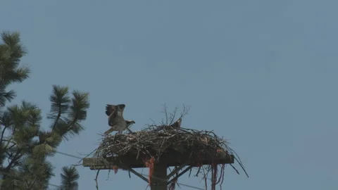 Osprey young in nest learning to fly with adult landing, 4k Stock Footage 244881885