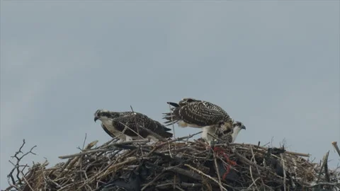 Osprey young, three, in nest feeding on fish, slomo 4k Stock Footage 248086271
