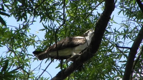 OspreyChirping Stock Footage 162401114