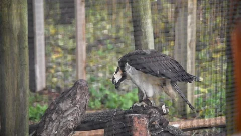 OspreyHD01 Stock Footage 168308916