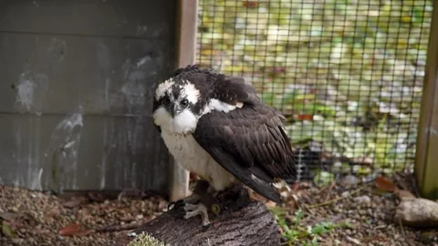 OspreyHD02 Stock Footage 168308917