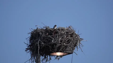 Ospreynesting Stock Footage 170778199