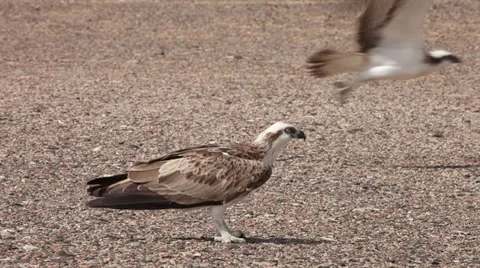 Ospreys, bird of prey, Sinai, Egypt Stock Footage 34100163