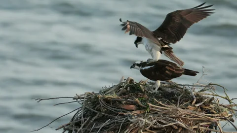 Ospreys Mating in Large Nest Above Water Background, 4K Slow Motion Stock Footage 268757576