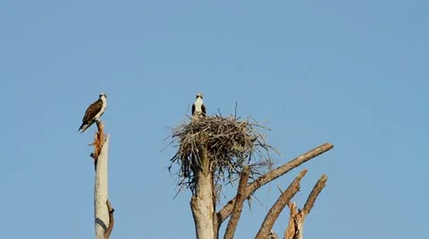 Ospreys On Nest Vidéo 10823680