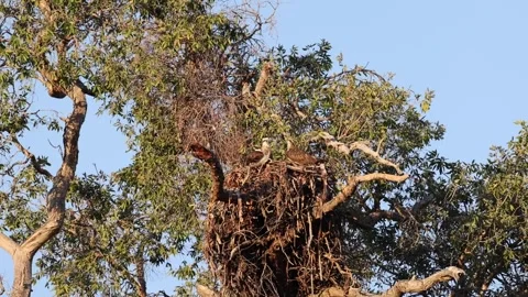 Osprey's Nest Stock Footage 280740816