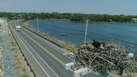 Ospreys in nest in the hamptons v1 動画素材 108350418