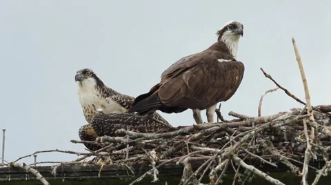Ospreys on their nest Stock Footage 32254272
