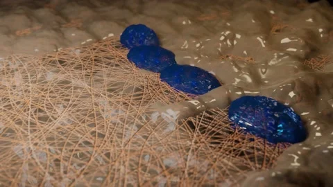 Osteoblaste, medically accurate, Bone modeling and remodeling, Video stock 146441672